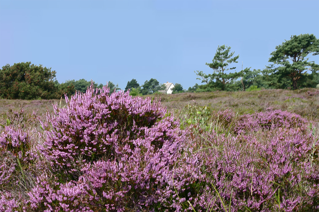 Die Dünenheide auf Hiddensee