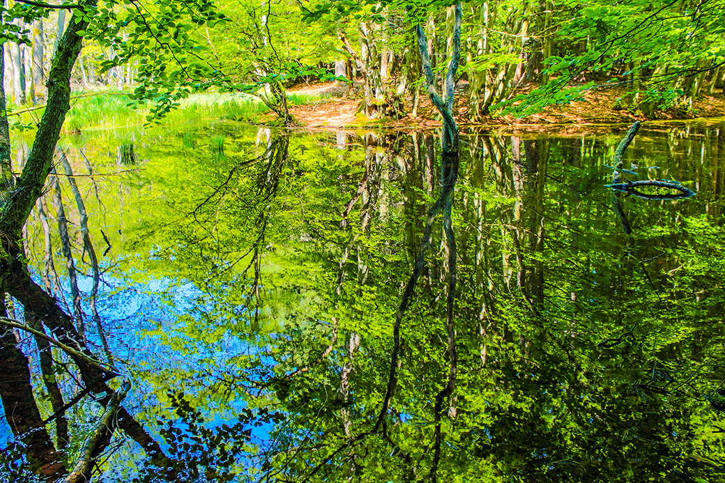 Die Bäume spiegeln sich im dunklen Wasser des Herthasees