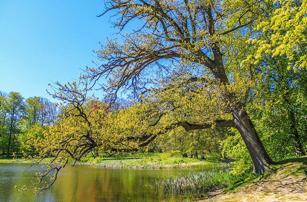 Die Bäume rund des Schlossteiches neigen sich (bewußt ?) zum Wasser